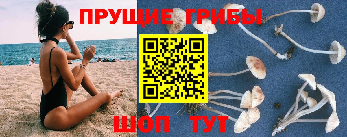 Галлюциногенные грибы Psilocybe  Вход с VPN  Саранск  наркошоп  Галлюциногенные грибы мицелий 